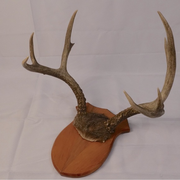 Real Deer Antlers wall deco - Picture 6 of 6